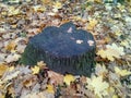 Stumb at autumn. Royalty Free Stock Photo