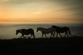 Stumble head wild horses Pembrokeshire sunset Royalty Free Stock Photo