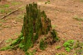 Stump in the autumn forest Royalty Free Stock Photo