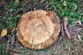 Stump on the autumn grass