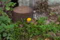 Stump in the backyard surrounded by grass Royalty Free Stock Photo