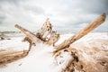 Stump on a beach of Baltic sea Royalty Free Stock Photo