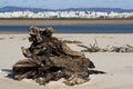 stump on the beach Royalty Free Stock Photo