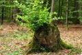 Fresh green branches growing out of tree stump Royalty Free Stock Photo