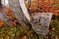Stump of beerch tree on autumn forest. Royalty Free Stock Photo
