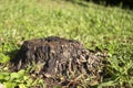Stump of the birch lying in the grass Royalty Free Stock Photo