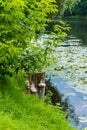 Stump covered with fung Royalty Free Stock Photo