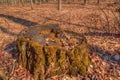 Stump covered with moss Royalty Free Stock Photo