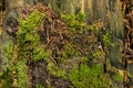 Stump covered with moss, fir needles and snails fossils