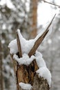 Stump covered in snow Royalty Free Stock Photo