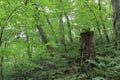 Stump in fagus forest, Shirakami Sanchi