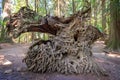 Stump of a fallen tree in Cathedral Grove, MacMillan Provincial Park, Vancouver island, Bristish Columbia Canada Royalty Free Stock Photo