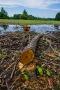 Stump and fallen tree trunk, illegal felling of trees in the for Royalty Free Stock Photo