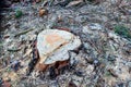 Stump of the felled living tree in the forest. Cut trees in the forest. Deforestation and Illegal Logging, international trade in Royalty Free Stock Photo