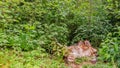 Stump of a felled tree amongst lush undergrowth and greenery with green foliage