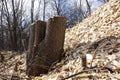 The stump of a felled tree on the background of wood chips. Destruction of nature. Concept of saving the planet