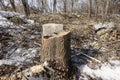 The stump of a felled tree on the background of wood chips. Destruction of nature. Concept of saving the planet