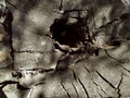 The stump of a felled tree. A cut of the trunk with year-long rings. Round felled tree with year rings and cracks. Wooden texture