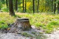 Stump from felled tree in forest