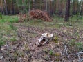 A stump from a felled tree and a heap of branches in a pine forest in summer in Siberia. Russia. Pesopoval. Forest felling. Wood