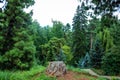 A stump from a felled tree in the middle of trees and greenery in the summer close up. Royalty Free Stock Photo