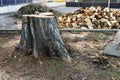 A stump of a felled tree next to a pile of branches and firewood