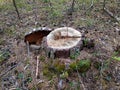 Stump from a felled tree in Siberia in a pine forest in summer. Logging. Deforestation. Lumber harvesting. Russia. Mobile photo Royalty Free Stock Photo