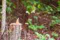 Stump of a felled tree with a young shoot growing from it. The concept of new life Royalty Free Stock Photo