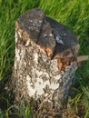 stump in the field
