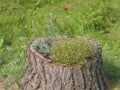 Stump flowerpot with red rose lavender briar and conifer Royalty Free Stock Photo