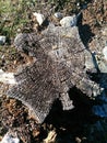 Stump in the forest