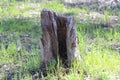 Stump in Forest Royalty Free Stock Photo