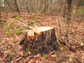Stump of a fresh cut timber log in a forest