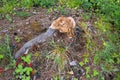 Stump of a freshly cut tree in a forest close-up. Top view of a fresh tree stump in a forest close-up Royalty Free Stock Photo