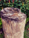 The stump in the garden