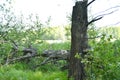 The stump in the grass and the old broken tree fallen in the forest Royalty Free Stock Photo