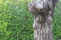 Stump and green background