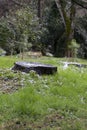 A stump in a green forest in early spring. Remnants of snow are visible on the grass. March Royalty Free Stock Photo