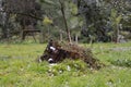 A stump in a green forest in early spring. Remnants of snow are visible on the grass. March Royalty Free Stock Photo