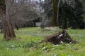 A stump in a green forest in early spring. Remnants of snow are visible on the grass. March Royalty Free Stock Photo