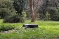 A stump in a green forest in early spring. Remnants of snow are visible on the grass. March Royalty Free Stock Photo