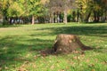 Stump, green grass, dry leaves and trees