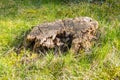 Stump on green grass in the garden. Old tree stump in the park. Early spring Royalty Free Stock Photo