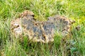 Stump on green grass in the garden. Old tree stump in the park. Early spring Royalty Free Stock Photo