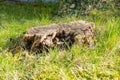 Stump on green grass in the garden. Old tree stump in the park. Early spring Royalty Free Stock Photo