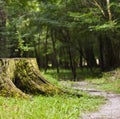 Stump on green grass in the garden. Old tree stump in the summer park. Royalty Free Stock Photo