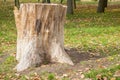 Stump on green grass in the park or forest. Old tree stump in the park Royalty Free Stock Photo