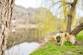 Stump on green grass by the river Berunka. Old tree stump in the park. spring Royalty Free Stock Photo