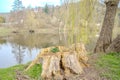 Stump on green grass by the river Berunka. Old tree stump in the park. spring Royalty Free Stock Photo
