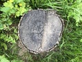 Stump on green grass in the wood, deforestation Royalty Free Stock Photo